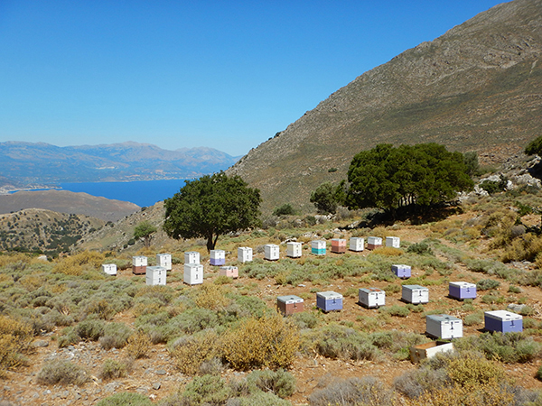 Raid Crete 2026 by Amonzevo